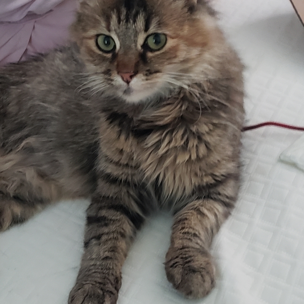 My rescue kitty